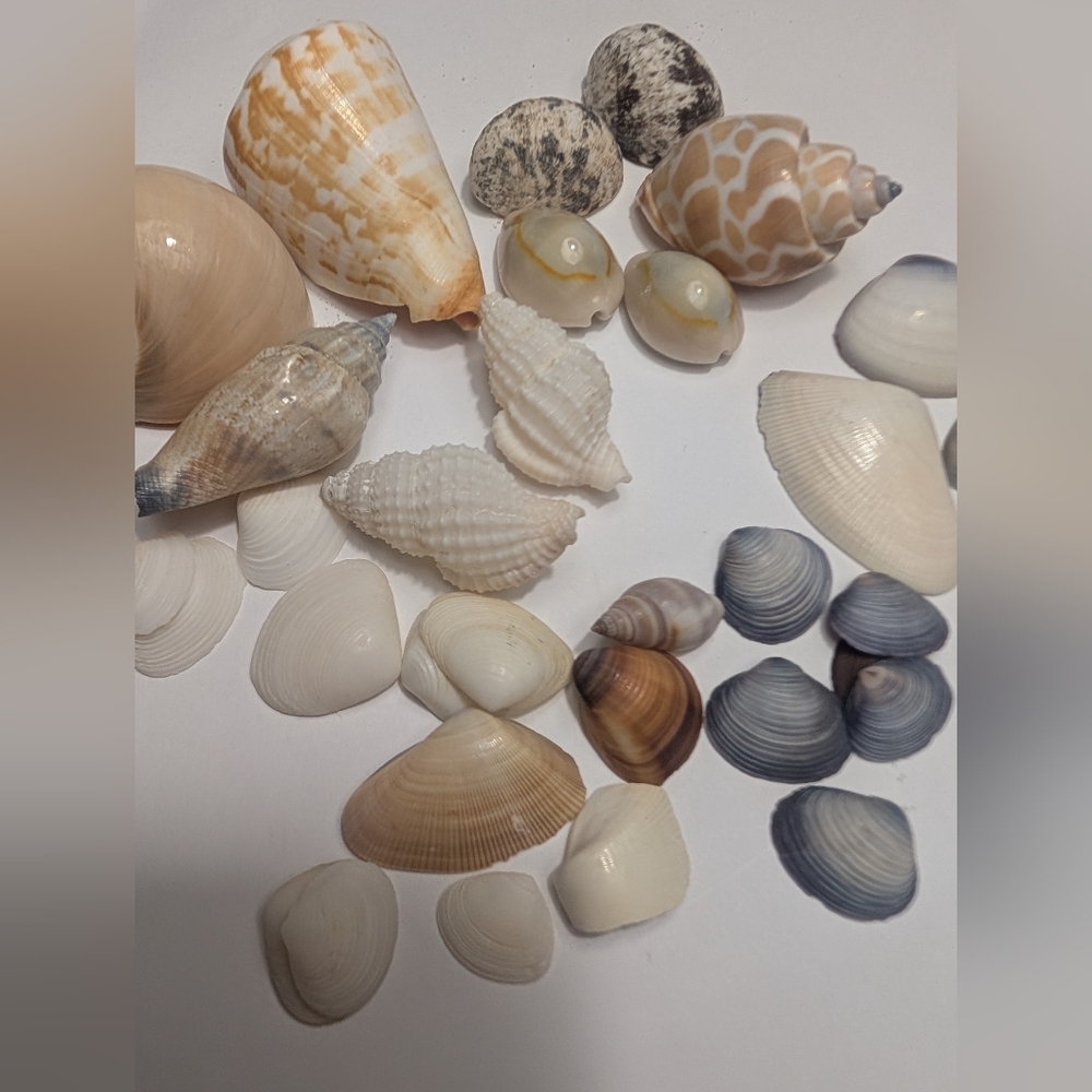 Sea Shells BABYLONIA VALENTIANA,  CYPRAEA (Monetaria) ANNULUS, Callista